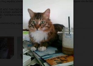 Χάθηκε φουντωτή αρσενική γάτα στα Βριλήσσια Αττικής