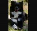 Χάθηκε θηλυκός ασπρόμαυρος σκύλος από τον Άγιο Αθανάσιο Καβάλας