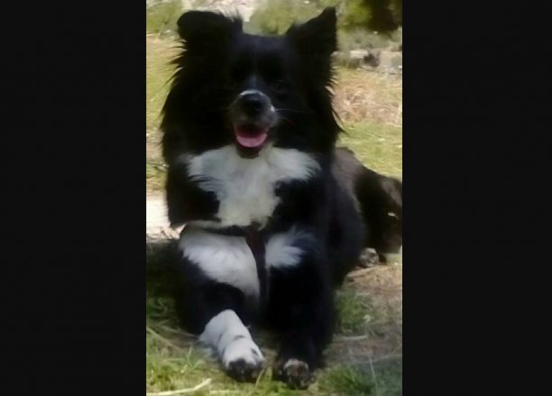 Χάθηκε θηλυκός ασπρόμαυρος σκύλος από τον Άγιο Αθανάσιο Καβάλας