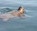 Θαλάσσια χελώνα τρώει σμέρνα στο λιμάνι της Κεφαλλονιάς