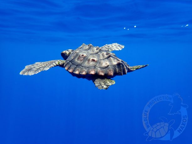 Νάξος: Απελευθέρωσαν το θαλάσσιο χελώνακι που φρόντιζαν εδώ και 4 μήνες (βίντεο)