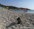 Β. Τάκη: Οι παραλίες είναι δημόσιος χώρος και επιτρέπεται να έχουμε τα σκυλιά μας μαζί μας (ηχητικό)