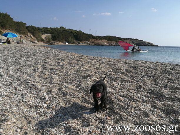 Β. Τάκη: Οι παραλίες είναι δημόσιος χώρος και επιτρέπεται να έχουμε τα σκυλιά μας μαζί μας (ηχητικό)