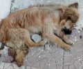 Διά λιθοβολισμού σκότωσαν τον σκύλο στον Δενδροπόταμο Θεσσαλονίκης;