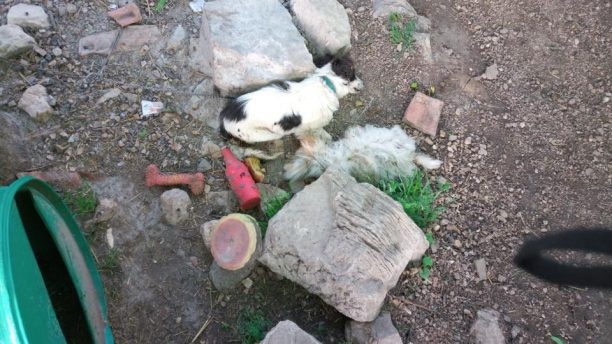 Ακόμα δύο σκυλιά νεκρά από φόλες στη Δίβρη Ηλείας