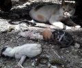 Δράμα: Οι γάτες έσωσαν 9 νεογέννητα γατάκια που κάποιος πιθανότατα πέταξε για να σκοτώσει
