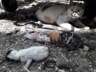 Δράμα: Οι γάτες έσωσαν 9 νεογέννητα γατάκια που κάποιος πιθανότατα πέταξε για να σκοτώσει