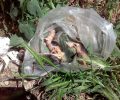 Δράμα: Βρήκαν 3 γατάκια ζωντανά κλεισμένα σε σακούλα πεταμένα στα σκουπίδια