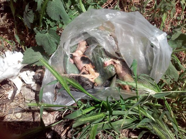 Δράμα: Βρήκαν 3 γατάκια ζωντανά κλεισμένα σε σακούλα πεταμένα στα σκουπίδια