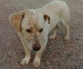 Χρειάζεται σπιτικό ο σκύλος που έμεινε τυφλός μετά από πυροβολισμό στην Τερψιθέα Μεσσηνίας (βίντεο)