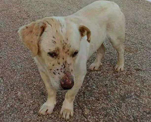 Χρειάζεται σπιτικό ο σκύλος που έμεινε τυφλός μετά από πυροβολισμό στην Τερψιθέα Μεσσηνίας (βίντεο)