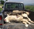 Φιλώτας Φλώρινας: Βρήκε νεκρά από φόλες 6 αδέσποτα σκυλιά έξω από τον στάβλο του