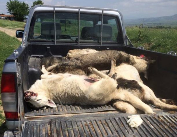 Φιλώτας Φλώρινας: Βρήκε νεκρά από φόλες 6 αδέσποτα σκυλιά έξω από τον στάβλο του