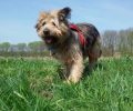 Φράνκι: Ο εγκαταλελειμμένος σκύλος από τον Γαλατά Χανίων έγινε γραμματόσημο στη Γερμανία