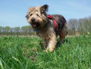 Φράνκι: Ο εγκαταλελειμμένος σκύλος από τον Γαλατά Χανίων έγινε γραμματόσημο στη Γερμανία
