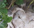 Γαλατάς Αιτωλοακαρνανίας: Με φόλες δηλητηρίασαν τις αδέσποτες γάτες του χωριού (βίντεο)