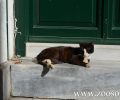 Λέσβος: Καταδικάστηκε χωρίς αναστολή 75χρονος που το 2014 χτύπησε αδέσποτη γάτα με μεταλλικό σωλήνα