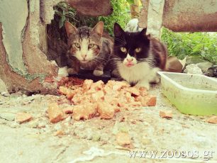 Καταγραφή γατοαποικιών κάνει η Αστική Πανίδα του Δήμου Αθηναίων