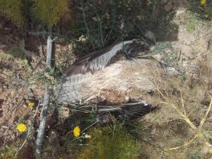 23 φόλες & 2 γερακίνες νεκρές στην περιοχή της Μονής Αγκαράθου στο Ηράκλειο Κρήτης