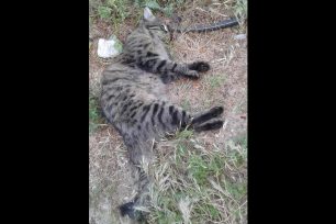 Βρήκαν γάτα νεκρή από φόλα στο 1ο Γυμνάσιο Υμηττού Αττικής