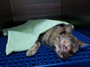 Καρδίτσα: Η τραυματισμένη αδέσποτη γάτα είχε πυροβοληθεί δύο φορές με αεροβόλο