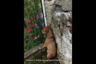 Καρδίτσα: Έσωσαν σκύλο που βρέθηκε κρεμασμένος σε μαντρότοιχο εκκλησίας στην Καρδιτσομαγούλα