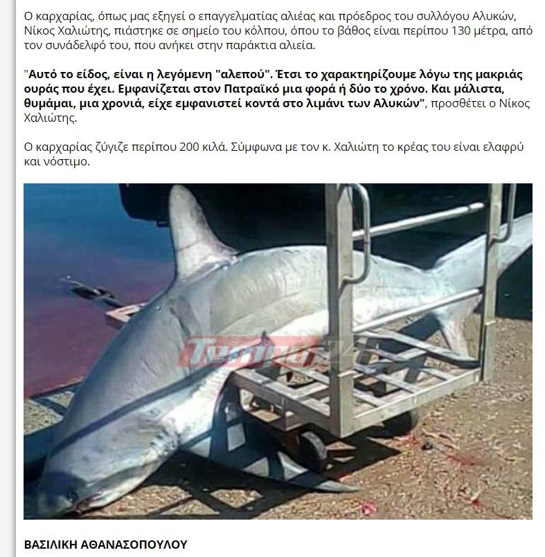 Ψαράς έπιασε στον Πατραϊκό κόλπο καρχαρία είδος υπό προστασία και οι δημοσιογράφοι παρουσιάζουν ως ανδραγάθημα την παρανομία 2