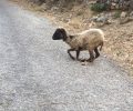 Ο αντιδήμαρχος Κάσου δημοσιεύει βίντεο με κακοποίηση πρόβατου αλλά δεν εξηγεί αν κατήγγειλε το έγκλημα
