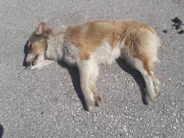 Τρία σκυλιά νεκρά από φόλες στο Καστρίτσι Αχαΐας