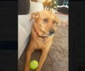 Καταρράκτης Άρτας: Βρήκαν τον σκύλο τους πυροβολημένο με αεροβόλο
