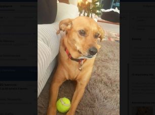 Καταρράκτης Άρτας: Βρήκαν τον σκύλο τους πυροβολημένο με αεροβόλο