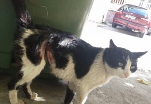 Κορυδαλλός Αττικής: Παραμορφώθηκε το σώμα της γάτας που κάποιος βασάνισε με συρμάτινη θηλιά (βίντεο)