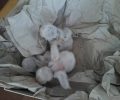 Φροντίζει τους νεοσσούς κουκουβάγιας που κάποιος πέταξε σε κάδο σκουπιδιών στα Γιαννιτσά Πέλλας (βίντεο)