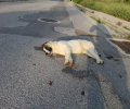 16 αδέσποτα ζώα νεκρά από φόλες στην οδό Ξηρολίμνης στην Κοζάνη