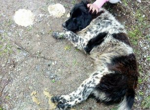 Νεκρός από φόλα ο αδέσποτος σκύλος που επί έξι χρόνια συνόδευε τους μαθητές στις Ερυθρές Αττικής (βίντεο)