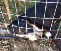 Ζάκυνθος: 12-11-2019 η δίκη του ζευγαριού που πυροβόλησε και έθαψε ζωντανό σκύλο στον Λαγανά