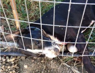 Η ανακοίνωση του Ζακυνθινού Όμιλου Μέριμνας Ζώων για το ζευγάρι που σκότωσε και έθαψε σκύλο ζωντανό