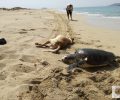 Λακωνία: Βρήκαν τα πτώματα ενός σκύλου & μιας θαλάσσιας χελώνας να επιπλέουν στη θάλασσα