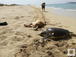 Λακωνία: Βρήκαν τα πτώματα ενός σκύλου & μιας θαλάσσιας χελώνας να επιπλέουν στη θάλασσα