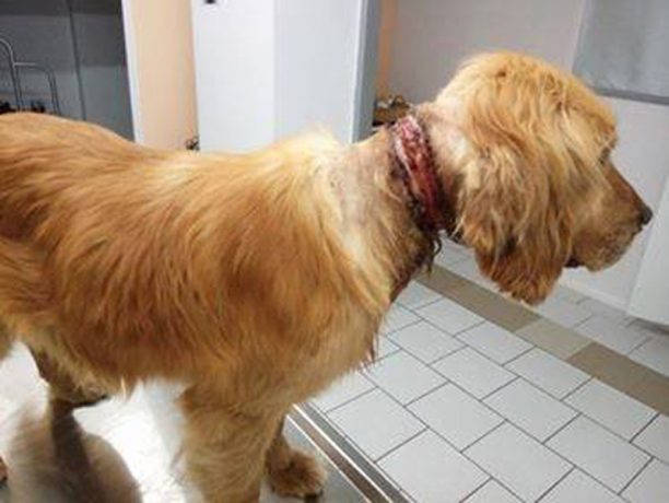 Λάρισα: Έβλεπαν σκύλο να σαπίζει δεμένος με καλώδιο & δεν κατήγγειλαν τον βασανιστή του