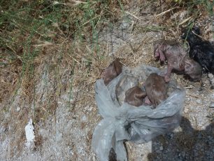 Λέσβος: Έκλεισε σε σακούλα 5 νεογέννητα γατάκια και τα πέταξε ζωντανά σε φρεάτιο