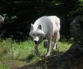 Π. Στεφάνου: Μεγάλο ψέμα ότι οικολόγοι απελευθερώνουν λύκους, αρκούδες & φίδια παντού στην Ελλάδα (ηχητικό)