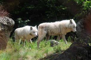 Έξι λύκοι από ζωολογικό κήπο της Ιταλίας μεταφέρθηκαν στον ΑΡΚΤΟΥΡΟ στη Φλώρινα (βίντεο)