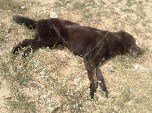 Καταδικάστηκε και από το Εφετείο Λάρισας ο άνδρας που έσυρε σκύλο στην άσφαλτο στο Μακρυχώρι το 2015