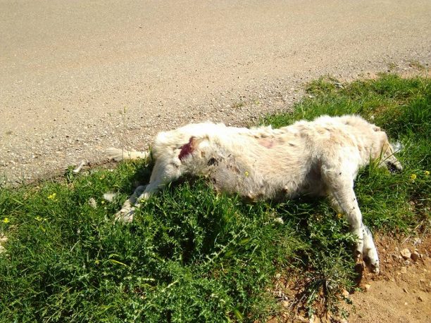 Ακόμα δύο σκυλιά νεκρά από φόλες στη Μάνδρα Αττικής (βίντεο)