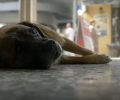 Το βίντεο του Φιλοζωικού Συλλόγου Φυλής για την υπεύθυνη υιοθεσία ζώου