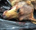 Δύο αδέσποτα, ένας σκύλος & μια γάτα δολοφονήθηκαν με αεροβόλο όπλο στον Νέο Βουτζά Αττικής
