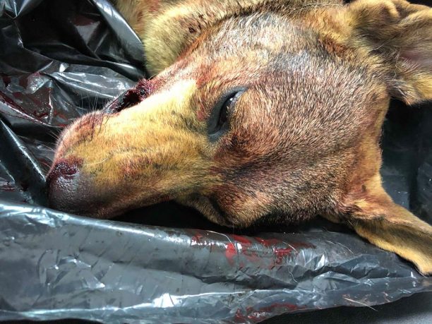 Δύο αδέσποτα, ένας σκύλος & μια γάτα δολοφονήθηκαν με αεροβόλο όπλο στον Νέο Βουτζά Αττικής