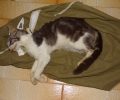 Γάτες νεκρές από φόλες στην Πάργα Πρέβεζας