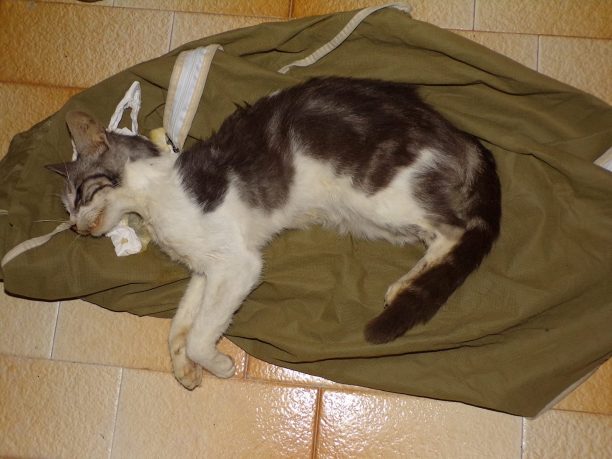 Γάτες νεκρές από φόλες στην Πάργα Πρέβεζας